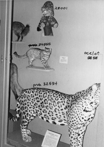 Media type: image; Mammalogy 28001 shows cataloged_item 34555 shows cataloged_item 5858 shows cataloged_item 32534 Description: Historic exhibit case showing various south american mammals.;
